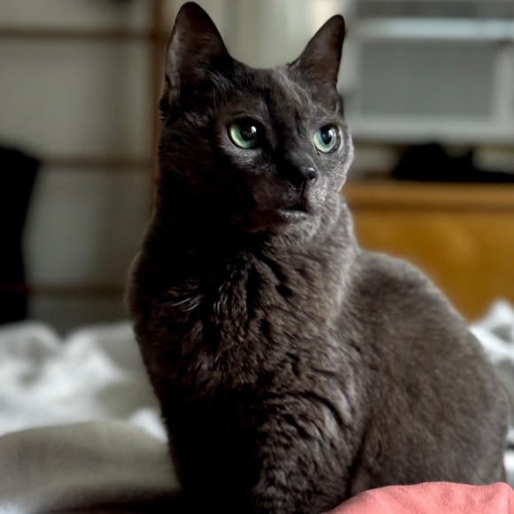 Meet your Posher, Ellie - Picture 3 of 3